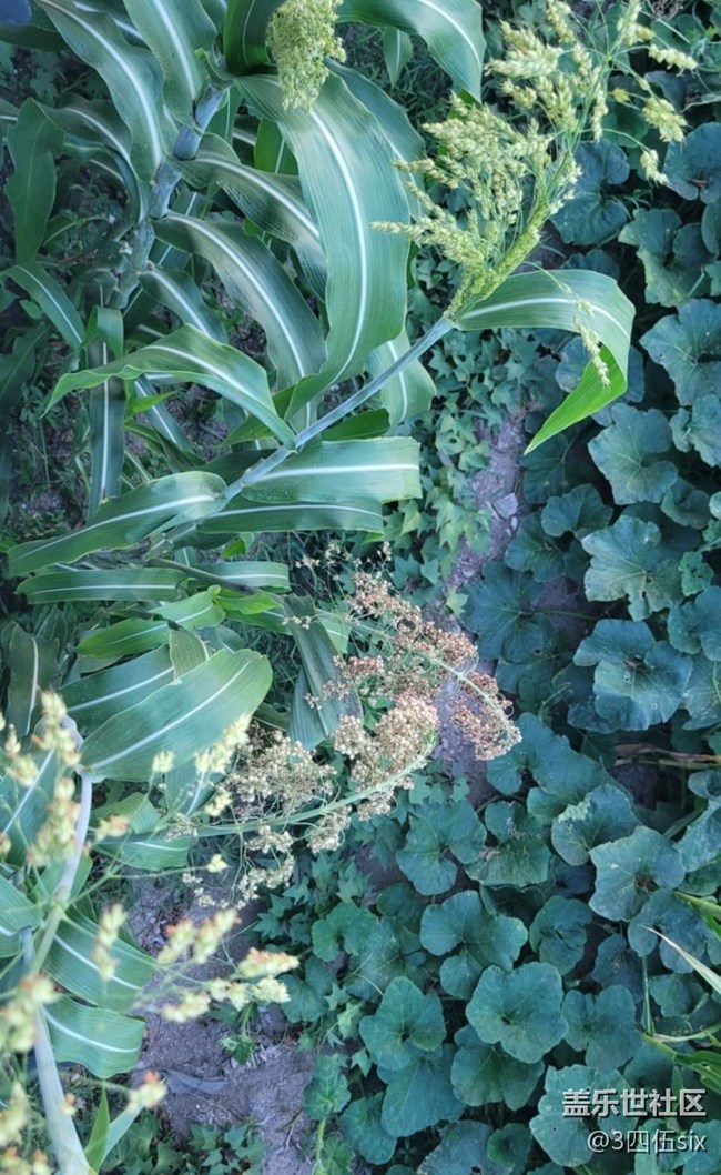 【與國同慶】高粱