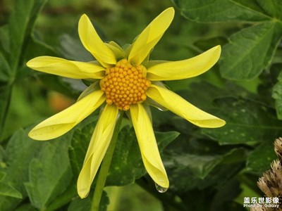 【金九銀十迎雙節(jié)】凡爾賽秋色