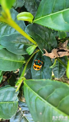 【快樂假日】+爬山游玩