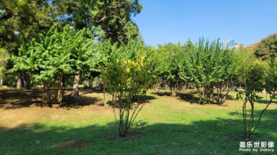 【金九銀十迎雙節(jié)】一抹綠色