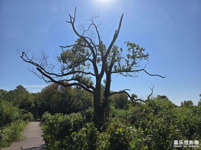 隨手拍