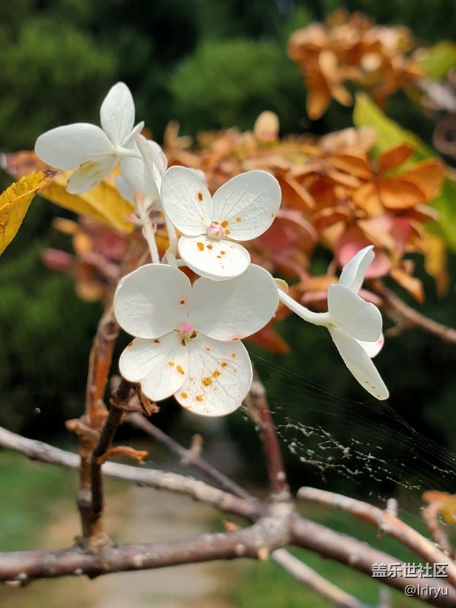 【五顏六色的秋天】自然間的多彩