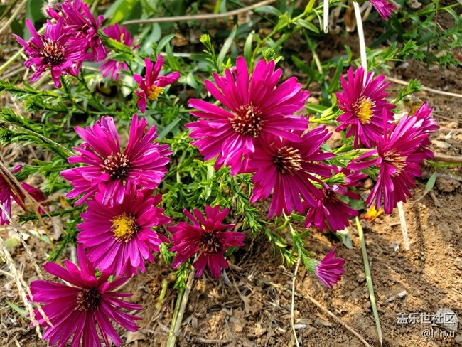 【五顏六色的秋天】自然間的多彩