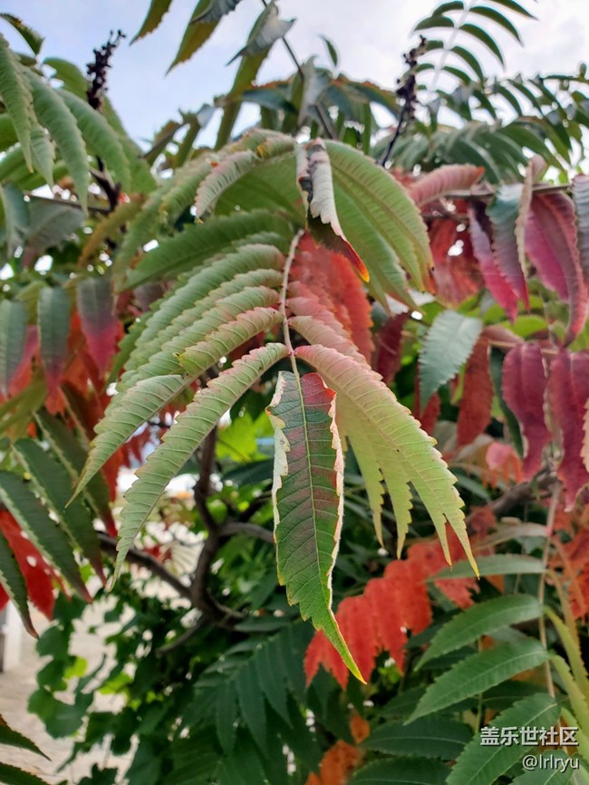 【五顏六色的秋天】自然間的多彩