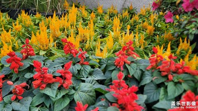 【金九銀十迎雙節(jié)】鮮花朵朵開