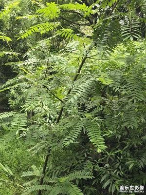 【金九銀十迎雙節(jié)】+欣賞綠植