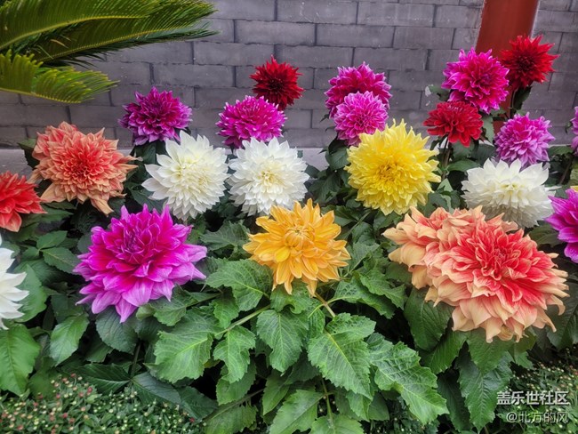 【陶然亭行攝】+國慶菊花展回顧貼