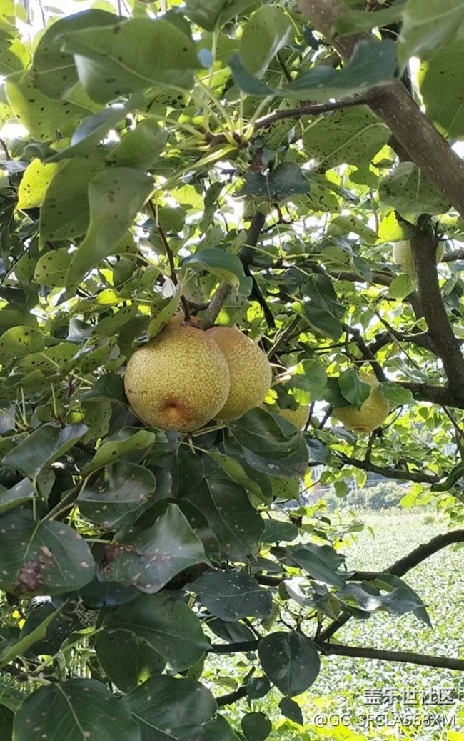 【與國同慶】梨子