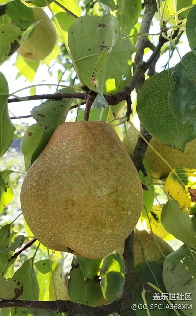 【與國同慶】梨子