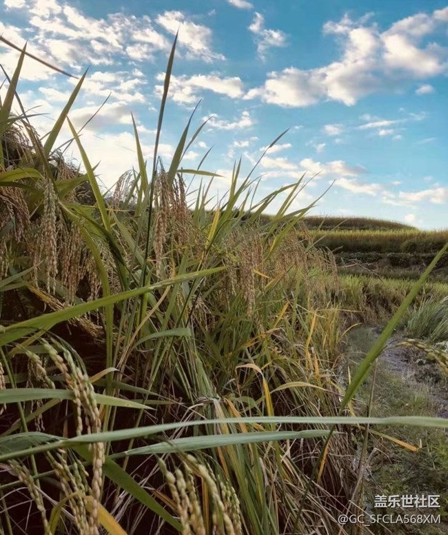 【家鄉(xiāng)風(fēng)情】回家里