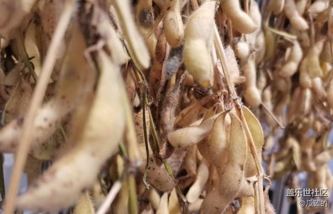 【最美秋色醉人心】糧谷歸倉