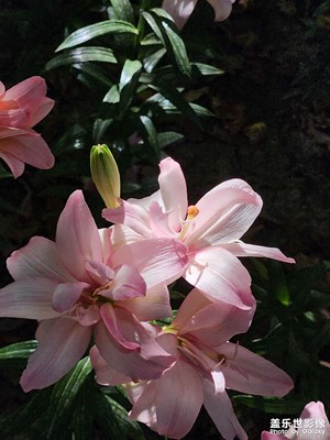 【快樂(lè)假日】怒放的百合花