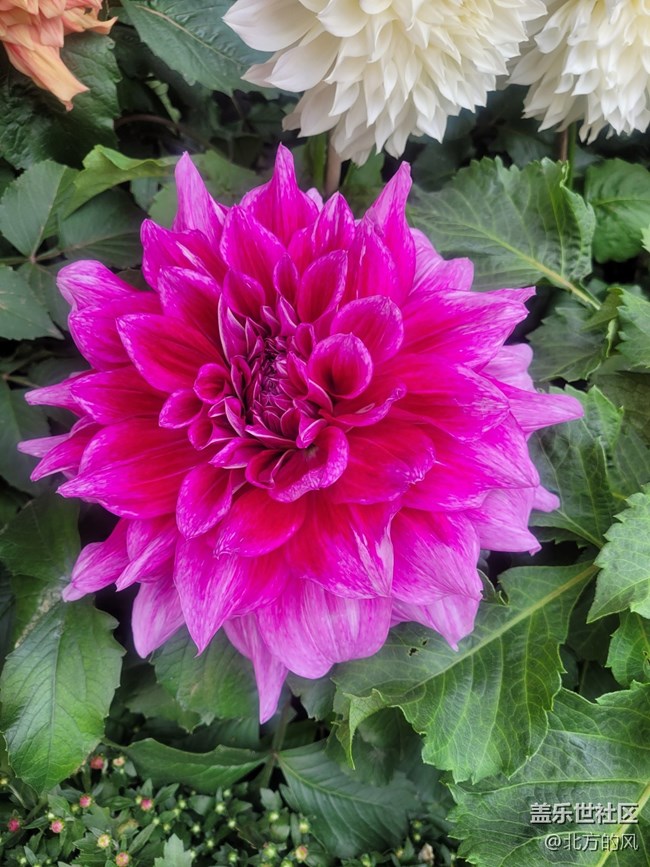 【陶然亭行攝】+國慶菊花展回顧貼