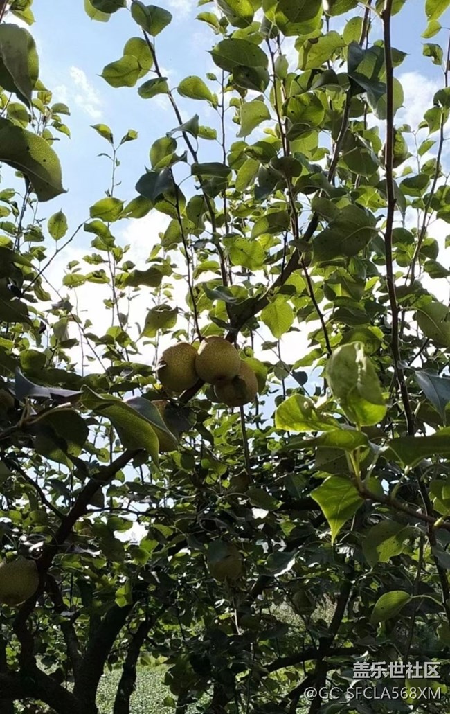 【與國同慶】梨子