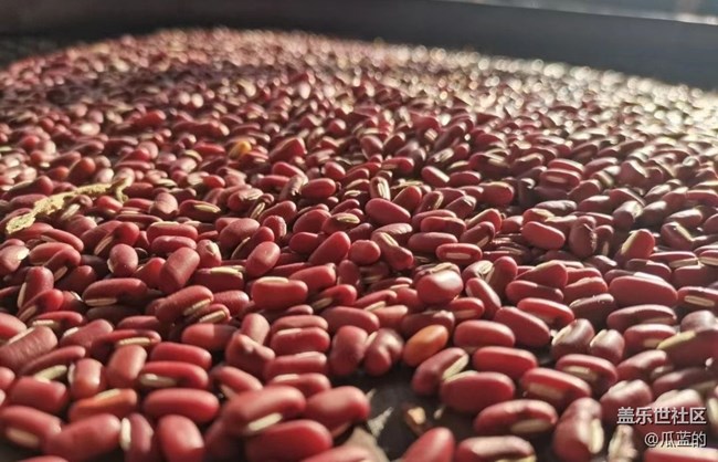 【最美秋色醉人心】糧谷歸倉