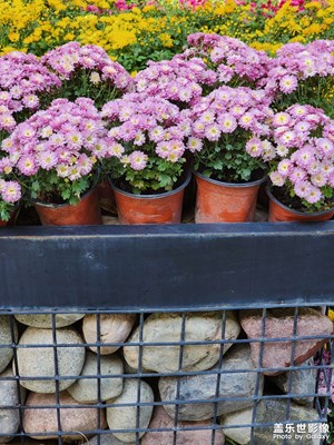 【金九銀十迎雙節(jié)】中秋賞菊