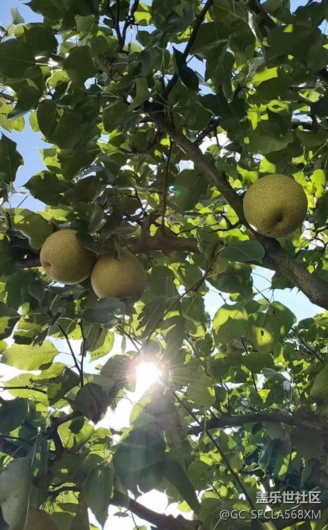 【與國同慶】梨子