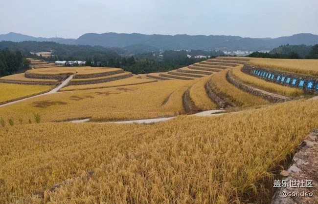 【與國(guó)同慶】黃金稻田