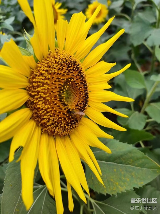 【最美秋色醉人心】豐收了