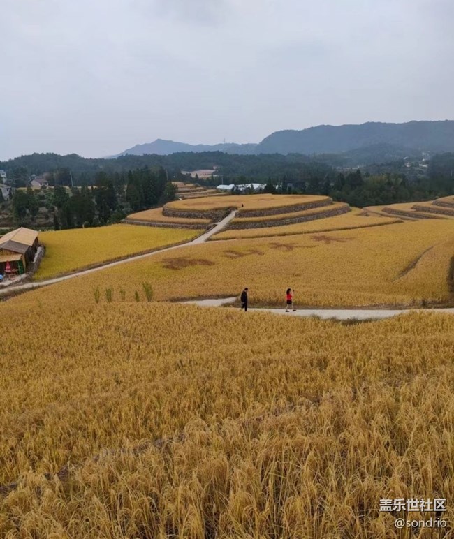 【與國(guó)同慶】黃金稻田