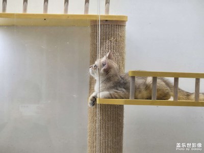 【快樂假日】+看看小貓