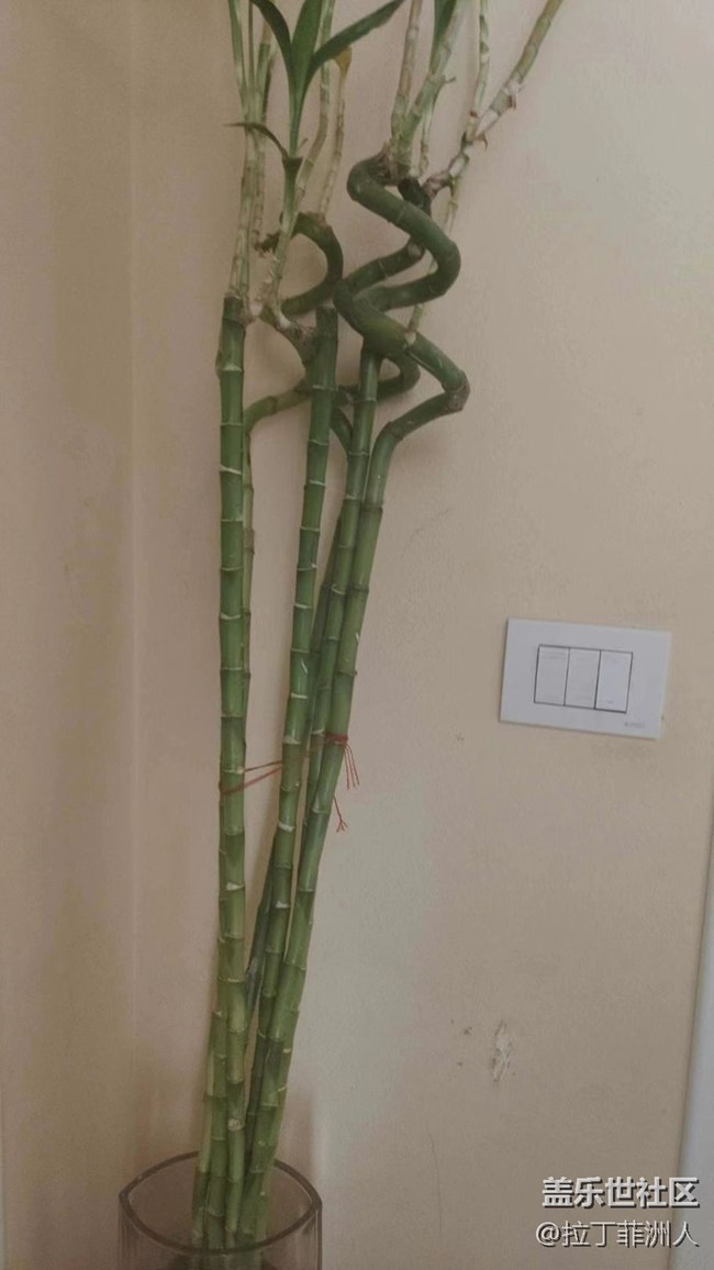 【與國同慶】養(yǎng)花