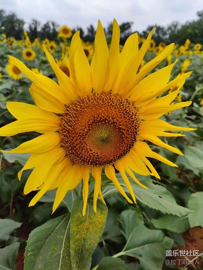 【最美秋色醉人心】豐收了