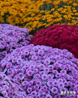 【快樂(lè)假日】+五彩斑斕的花