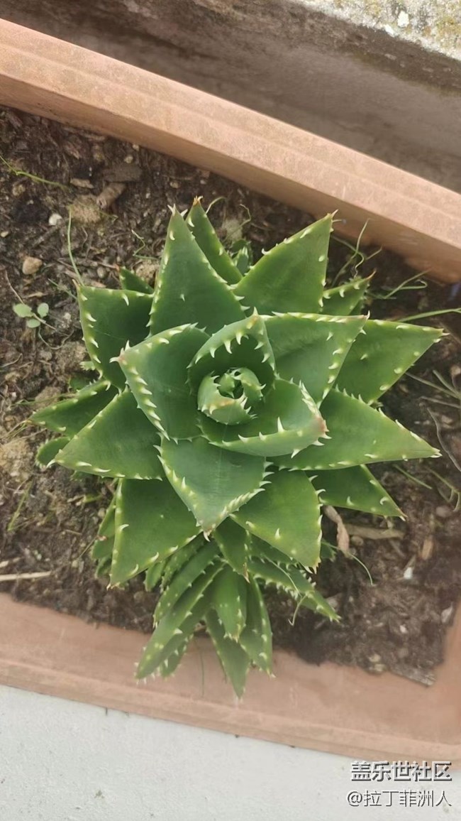 【與國同慶】養(yǎng)花