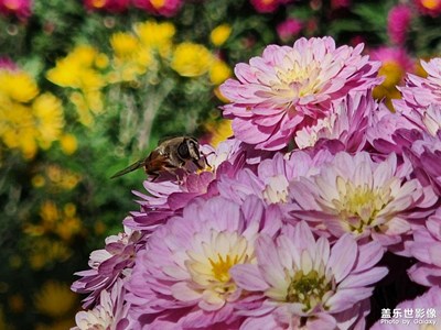 【金九銀十迎雙節(jié)】國(guó)慶賞菊（二）