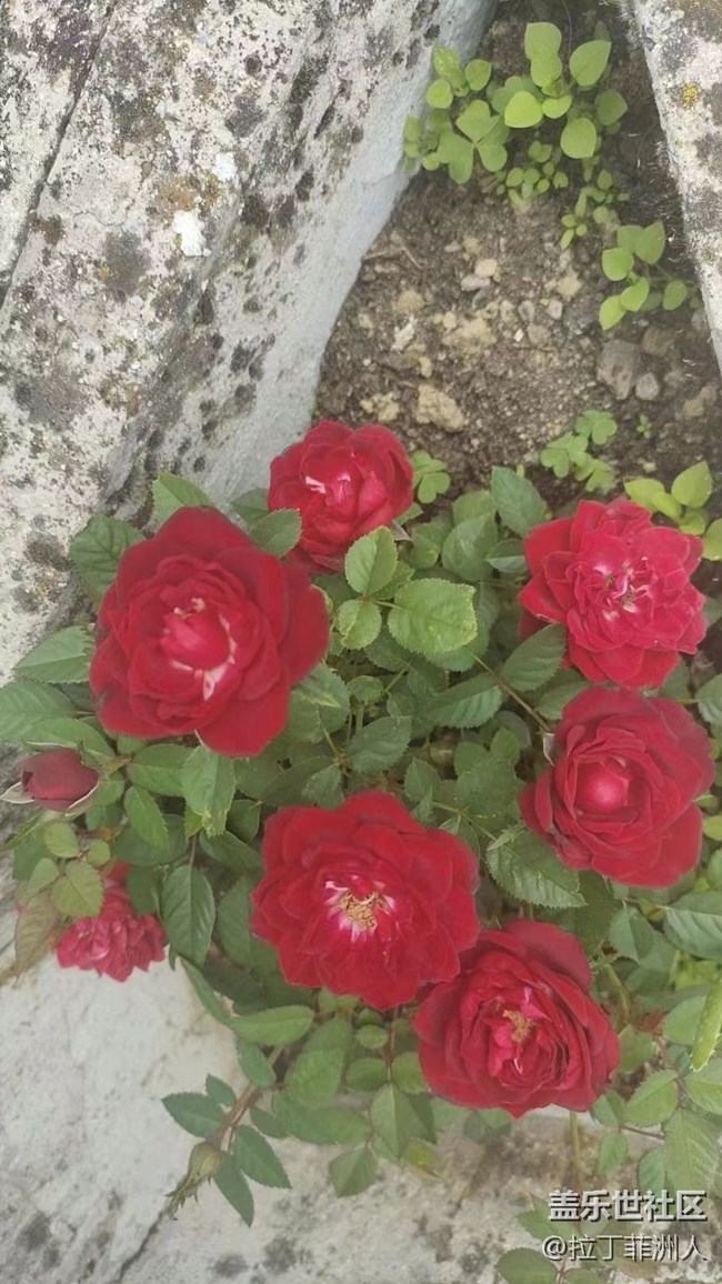 【與國同慶】養(yǎng)花