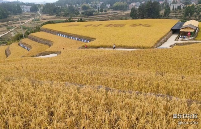 【與國(guó)同慶】黃金稻田