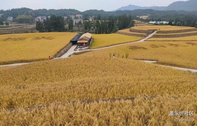 【與國(guó)同慶】黃金稻田