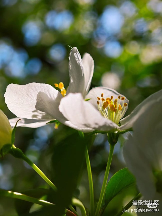 【微距下的秋色】花