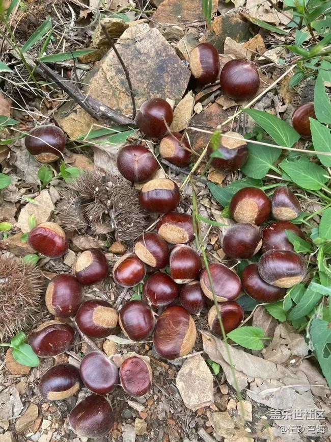【最美秋色醉人心】撿板栗