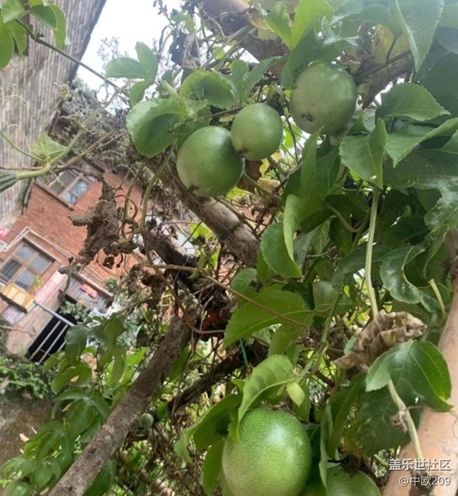 【最美秋色醉人心】百香果