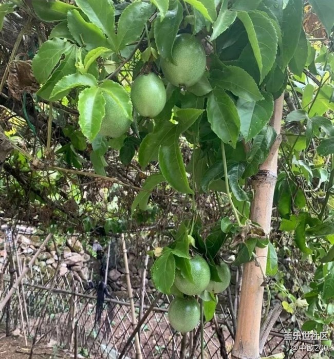 【最美秋色醉人心】百香果