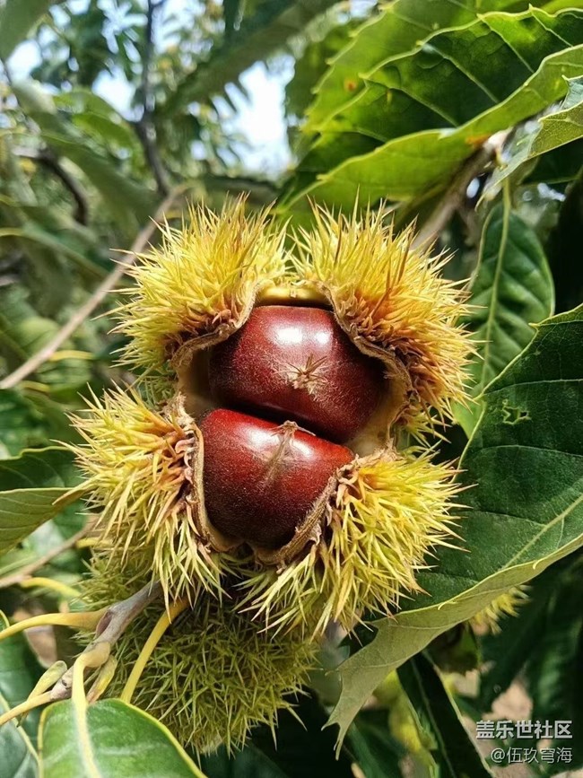 【最美秋色醉人心】撿板栗