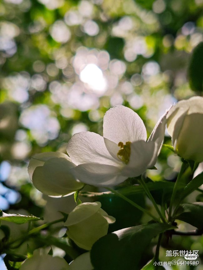 【微距下的秋色】花