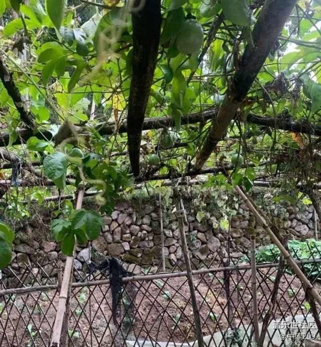 【最美秋色醉人心】百香果