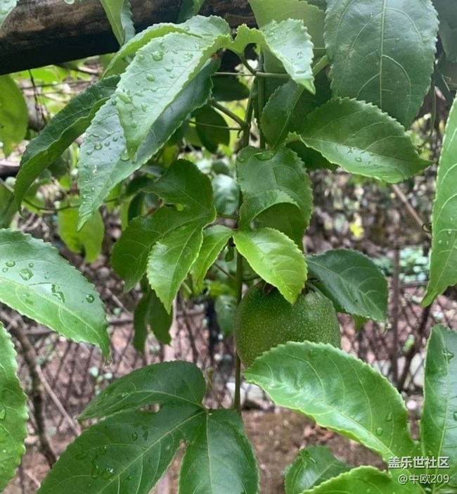 【最美秋色醉人心】百香果