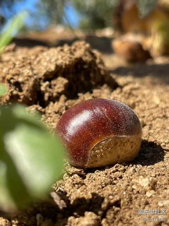 【最美秋色醉人心】撿板栗