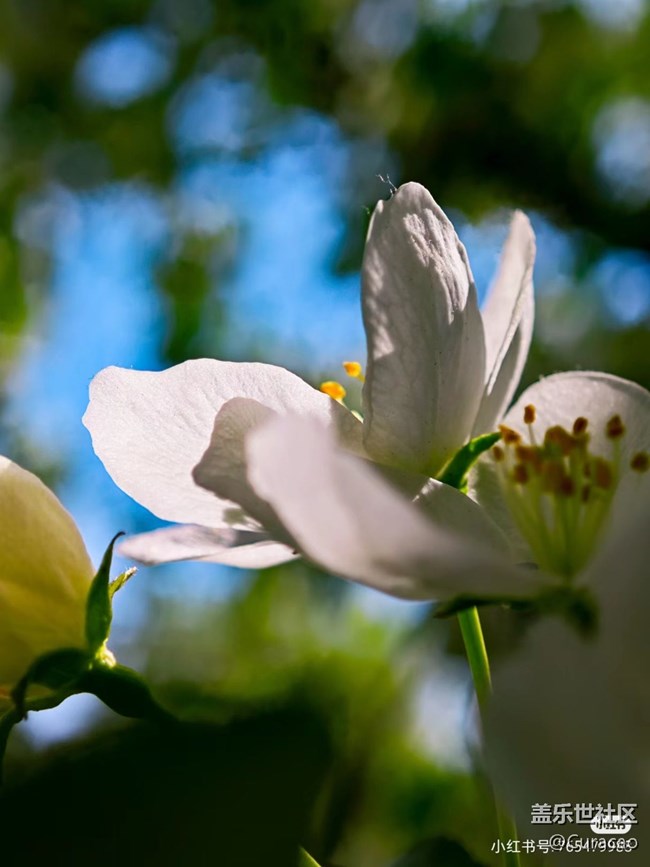 【微距下的秋色】花