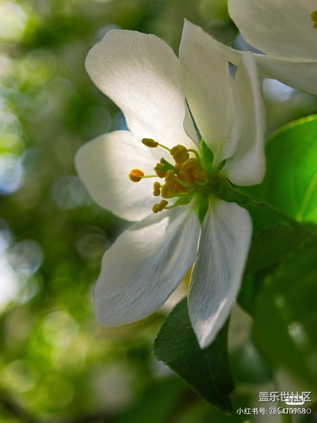 【微距下的秋色】花