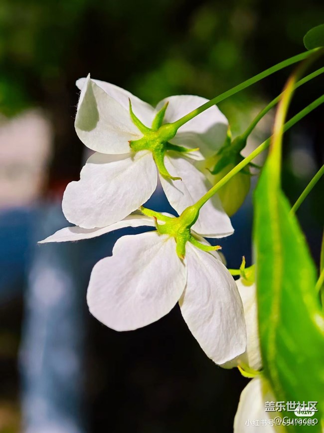 【微距下的秋色】花