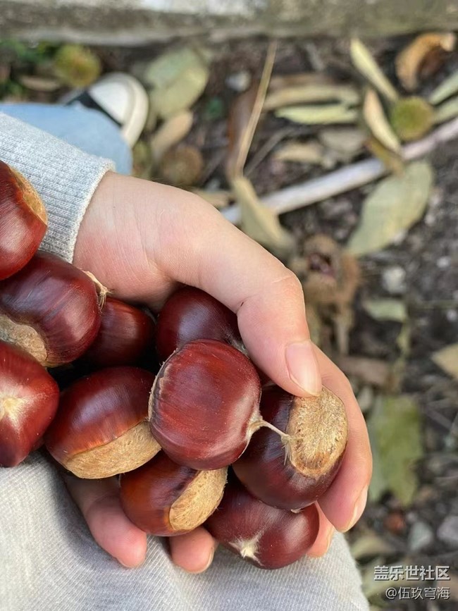 【最美秋色醉人心】撿板栗