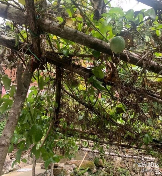 【最美秋色醉人心】百香果