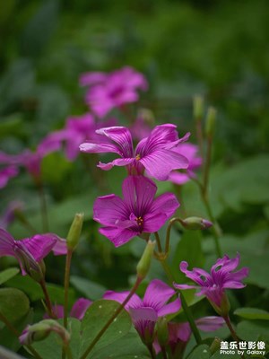 昨天拍的，來完成個任務(wù)