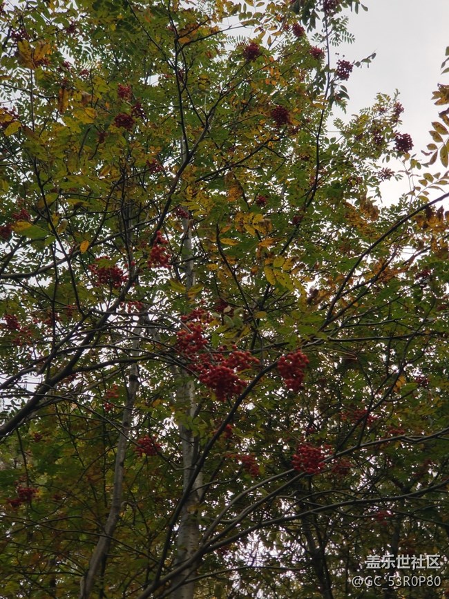 【哈爾濱星部落】【哈爾濱之秋】