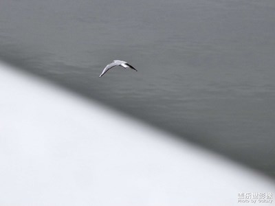 海鷗